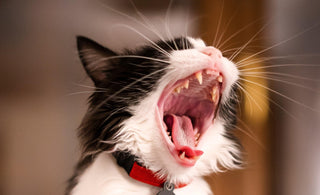 Cat dental health: how do I look after my cat's teeth? - Tippaws