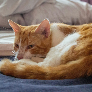 What to Do With Your Cat When You Go on Holiday?