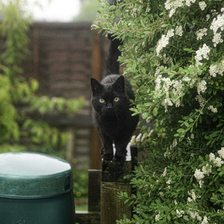 do cats like the rain