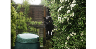 do cats like the rain