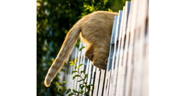 cat's tails