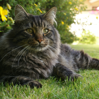 cats shedding in autumn