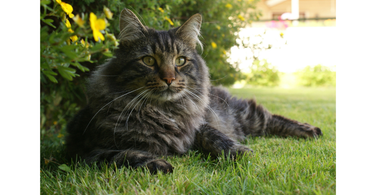 cats shedding in autumn