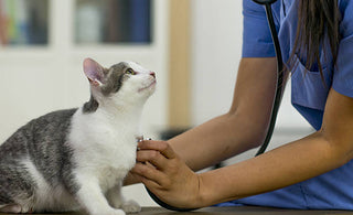 Choosing the right vet: how to find a cat savvy vet