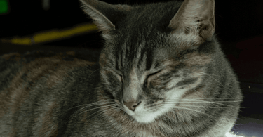 senior nutrition for cats