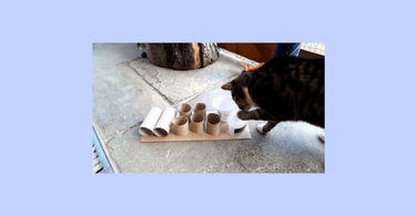 Is It Okay for Cats to Eat Toys: Risks Every Owner Should Know