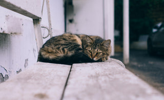 How cat rescues help stray cats