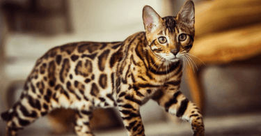 Getting to know your... Bengal Cat