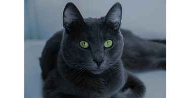 Russian blue cat