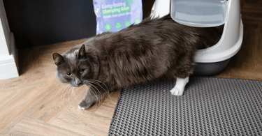 How to Make a Cat Urinate: Effective Tips for Quick Relief