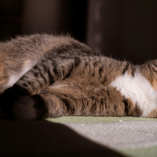 how to help cats nap in a heatwave