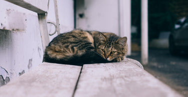 How cat rescues help stray cats