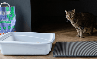 How clumping cat litter keeps your home fresh and clean
