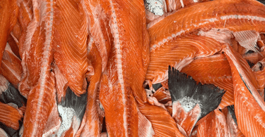 fresh salmon in tippaws cat food