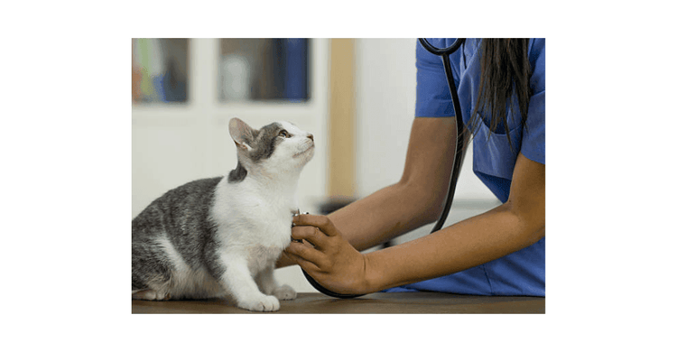 Preparing Your Cat for a Stress-Free Vet Visit: Top Tips for Taking ...