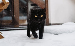 How to keep your cat warm in cold weather - Tippaws