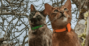 using gps to track cats
