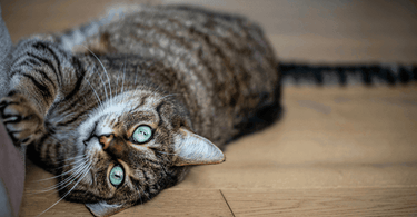 allergies in cats