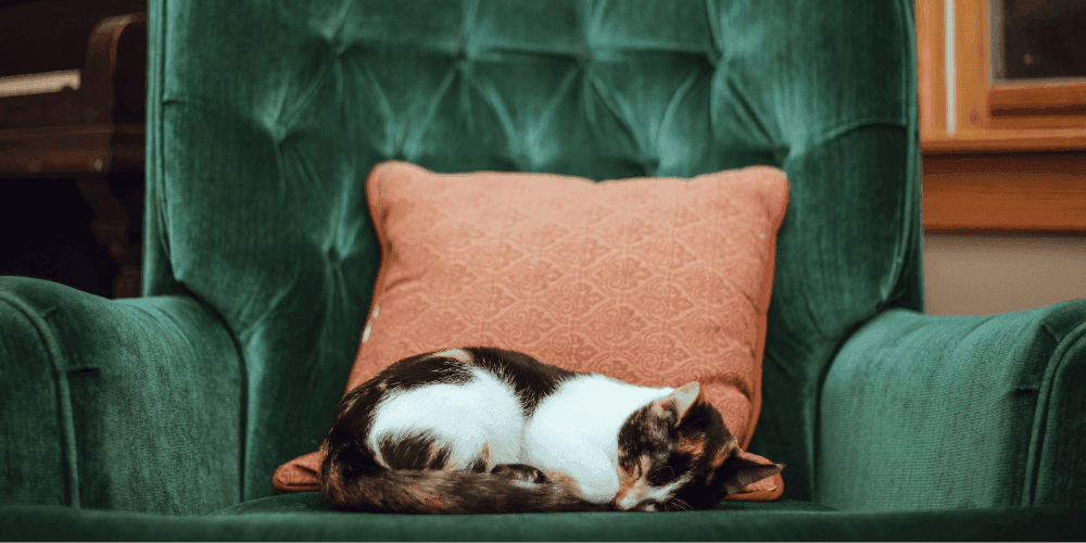 Taking your cat on a staycation – Tippaws