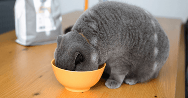 The 12 types of cat food and how they are made