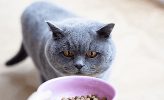The best cat food for British Shorthairs Tippaws