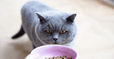 british shorthair food