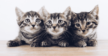 The new kitten checklist: what you need to know about getting a kitten