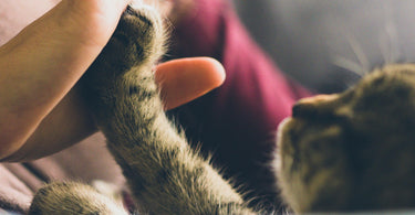 The PDSA Paw Report 2023 Summary - Tippaws