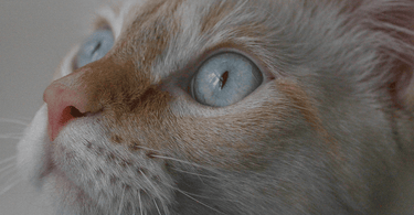Top 5 strange behaviours in cats - Tippaws