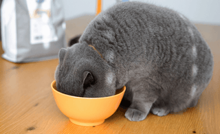 The 12 types of cat food and how they are made