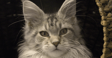 what food should maine coons eat