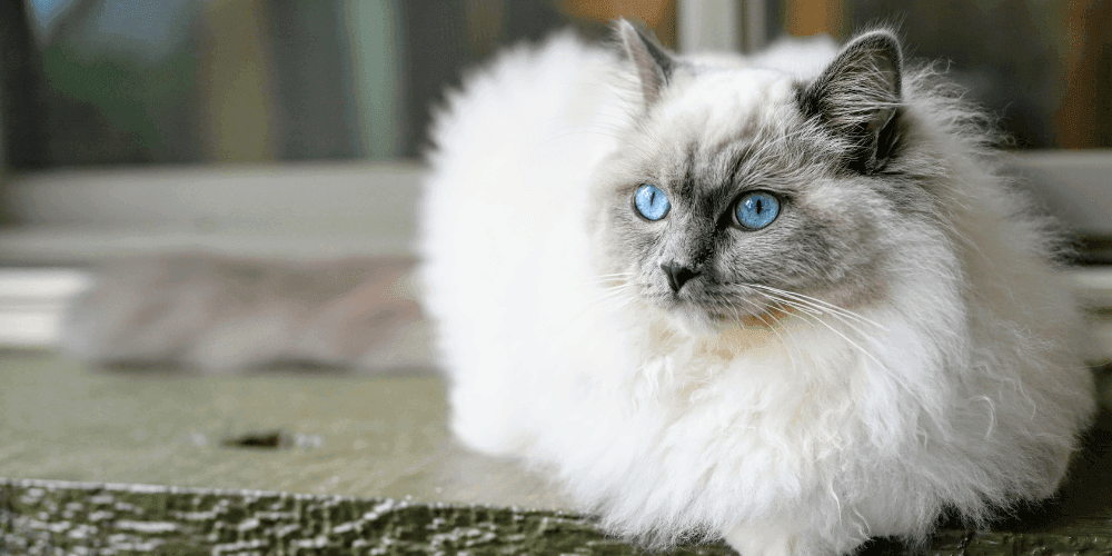 What cat food should Ragdolls eat? – Tippaws