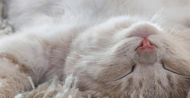 What's important for healthy digestion in cats? - Tippaws