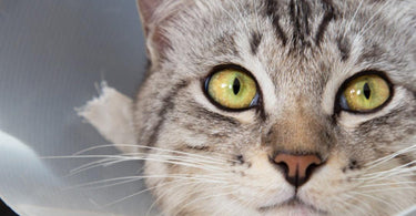 What should I feed my neutered cat? - Tippaws