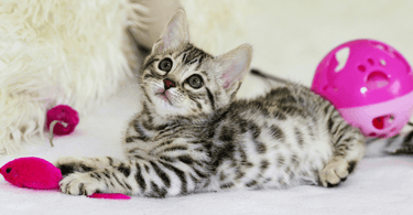 transitioning your kitten to adult food