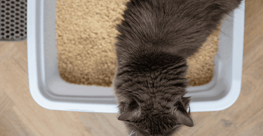 Expensive cat litter shop