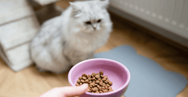 chicken cat food