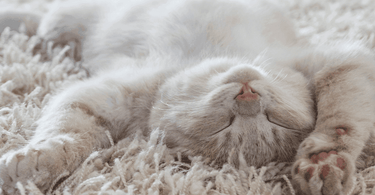Why do cats sleep so much? - Tippaws