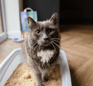 Cat_in_litter - Tippaws