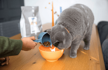 smudge eating turkey