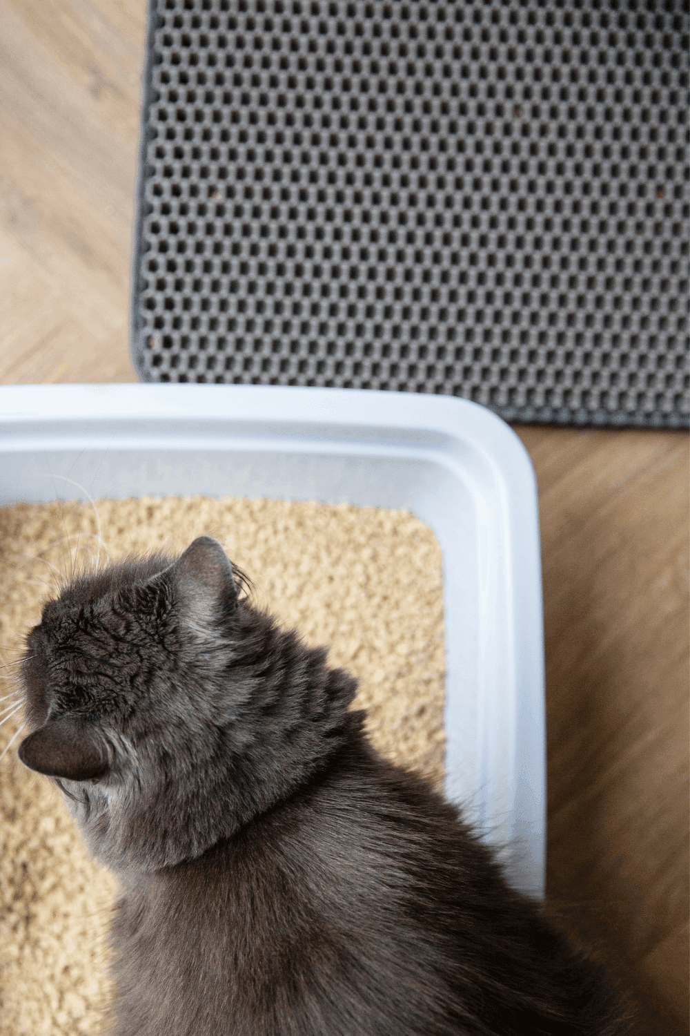 The Litter Guide how to use clumping litter Tippaws