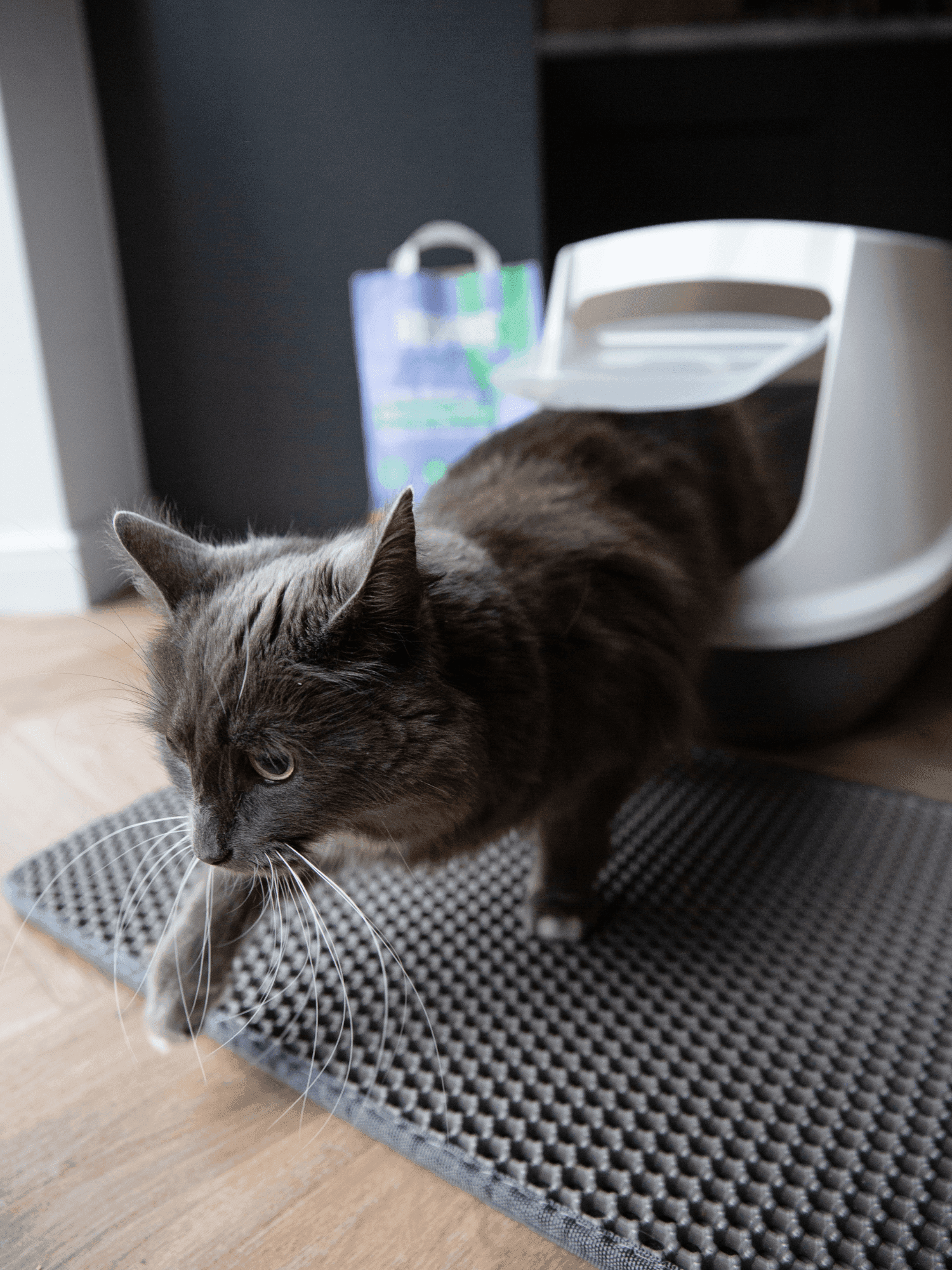 The Litter Guide how to use clumping litter Tippaws