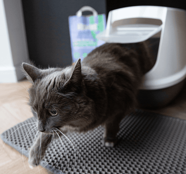 cat_leaving_tray - Tippaws