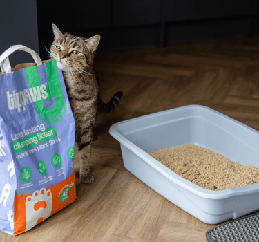 cat_next_to_bag_and_tray - Tippaws