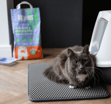 cat_next_to_enclosed_tray - Tippaws