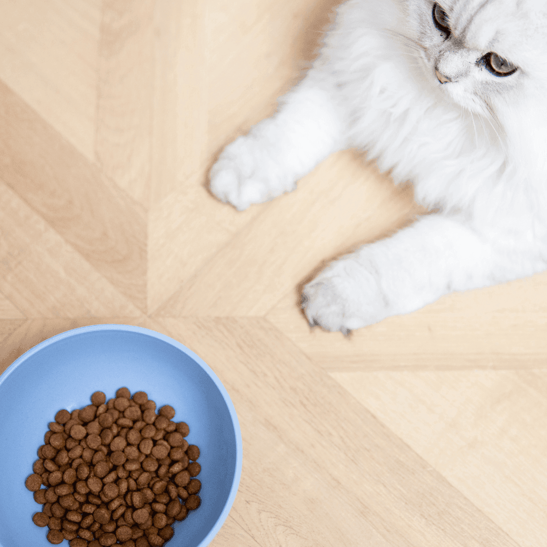 Feeding kittens chicken online