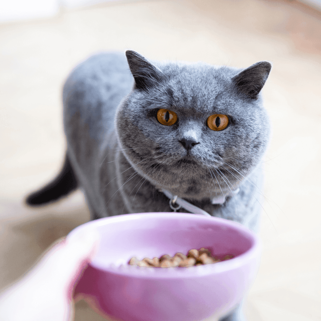 Salmon white fish for neutered cats Tippaws